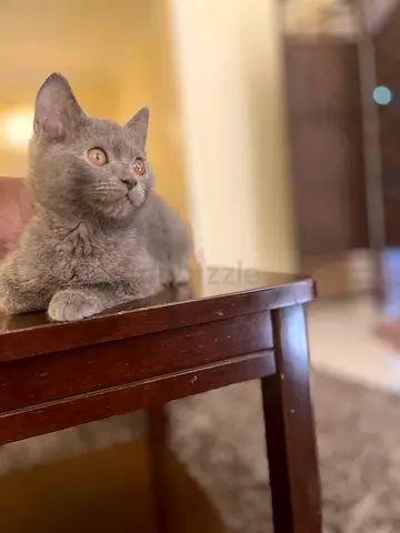 British short hair kittens