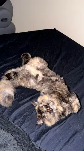 Honjuk, Female , British longhair, age 9 months
