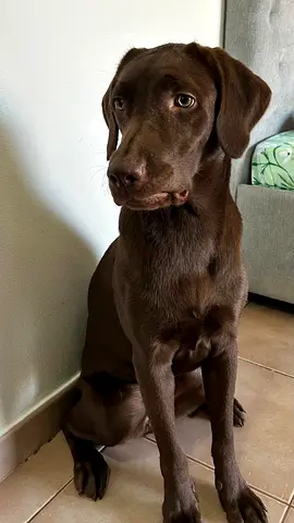 Labrador puppy for adoption