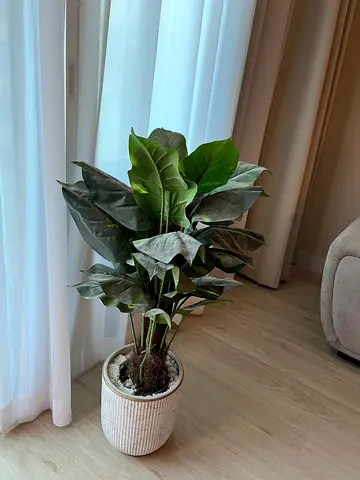 Tall indoor potted plant with ceramic planter — ready for home