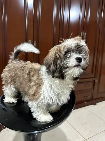 Shih Tzu Puppy