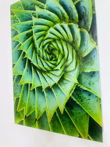 Framed Botanical Spiral Photo Print - Green Succulent Artwork