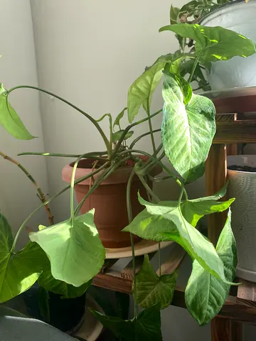 Healthy Pothos (Epipremnum) Indoor Hanging Plant - Large Pot Included