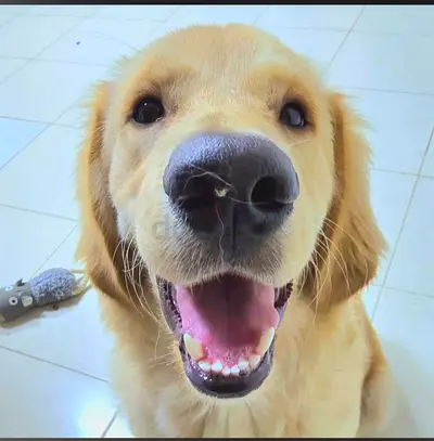 Friendly Golden Retriever available for adoption