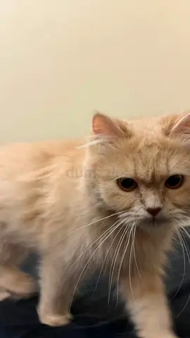 Monjuk, Female, Domestic, Age 13 months