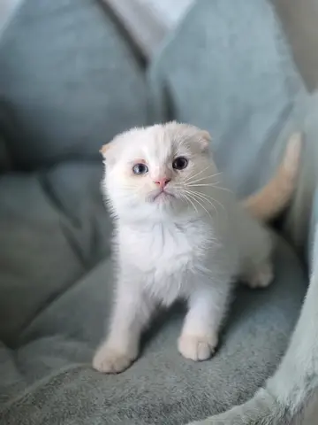 Classifieds: Red Point Scottish fold | dubizzle Dubai