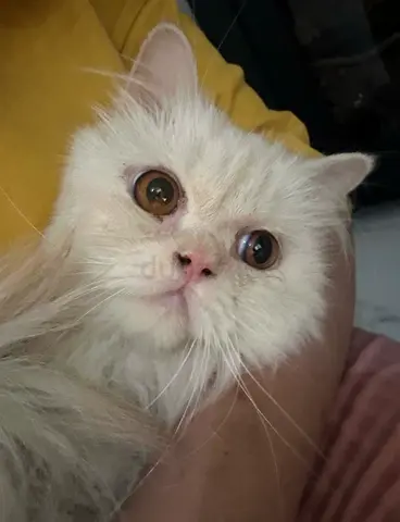 Exotic Longhair Male x Persian — 10 months up for adoption