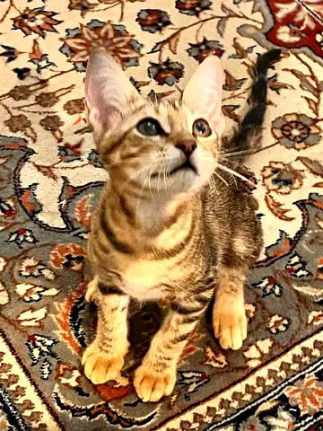 16 weeks old kitten for free adoption into loving home