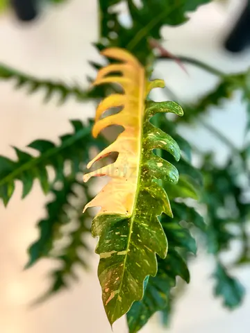 XXL Philodendron Ring of Fire Variegated Plant
