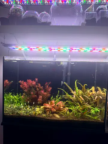 Planted aquarium