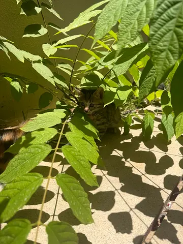 Young kitten found, friendly and healthy-looking FREE