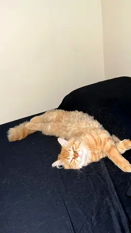 Bonjuk male British Longhair age 9 months