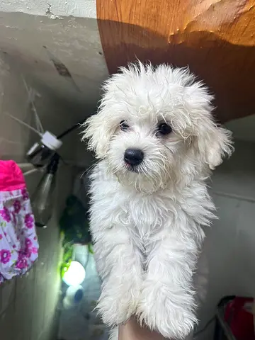 Small fluffy white puppy, around 2-3 months old