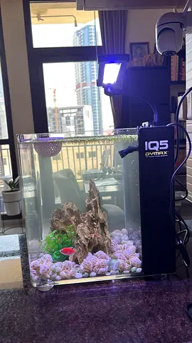 Small IQ5 Dymax Desktop Aquarium with Light and Decor