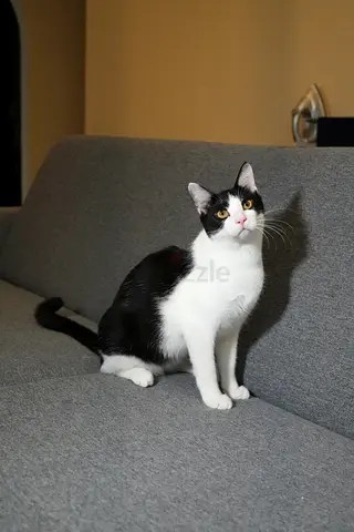 cat