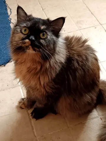 Friendly long-haired tortoiseshell cat - looking for a new home