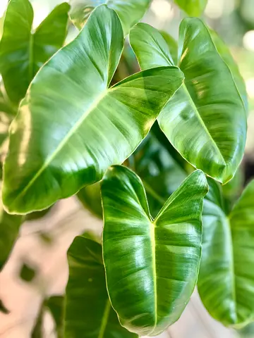 Healthy Green Philodendron Burle Marx - large 80cm. Indoor Plant