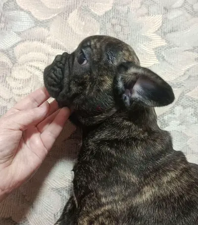 3 month old puppy