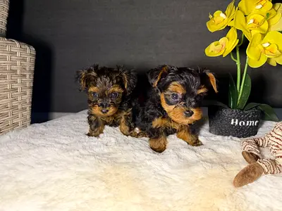 Two tiny teacup Yorkie puppies — healthy and playful
