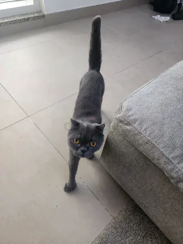Scottish fold female