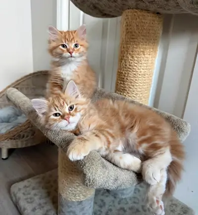 Siberian cats