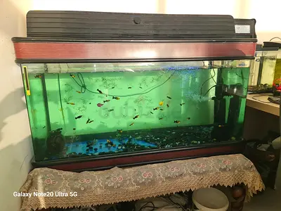 Big aquarium with wooden portrait (with fish )