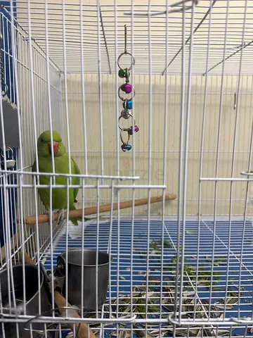 Parrot for rehoming