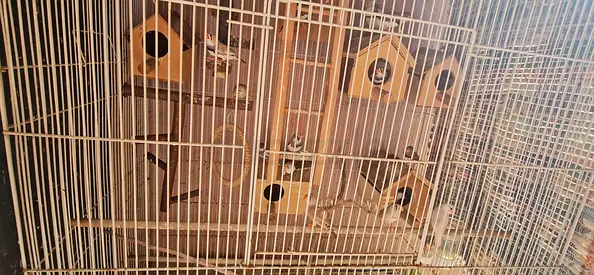 Birds for Adoption