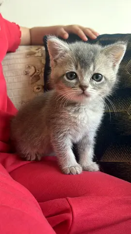 Friendly 3- month-old kitten looking for a home