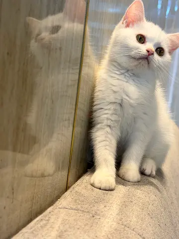 Young white British Shorthair kitten – playful and friendly