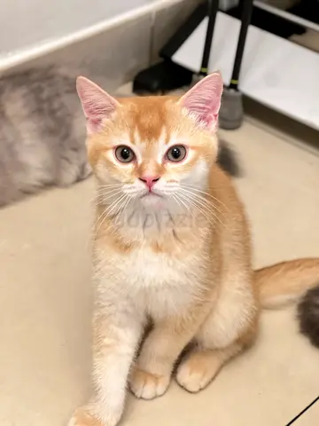 Male Kitten Looking for a Loving Home