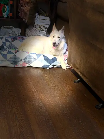 Friendly white dog available for adoption - young and calm