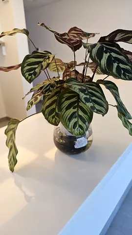 Calathea potted indoor plant in decorative pot