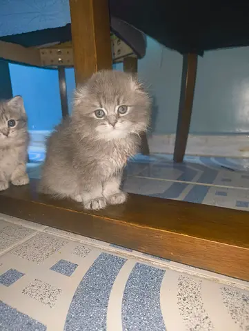 Beautiful British and Scottish fold kittens