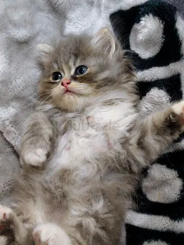 Cat for adoptipn