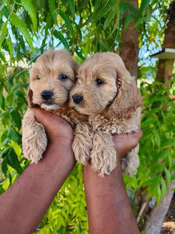 Cockapoo