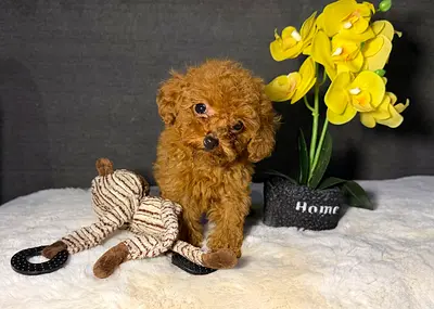 Tiny Red Toy Poodle Puppy - 8 Weeks, Friendly and Playful