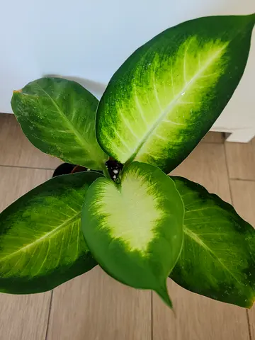 Dieffenbachia - Indoor Plant