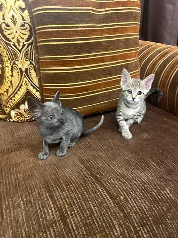 Rescued kittens for free adoption