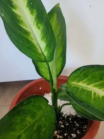 Dumb Cane - Indoor Plant