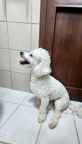 Lost dog hoping to find the owner