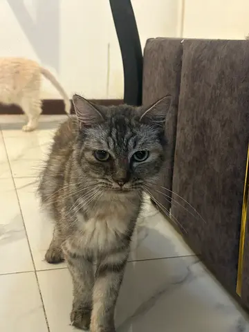 British Longhair Female—Up for adoption