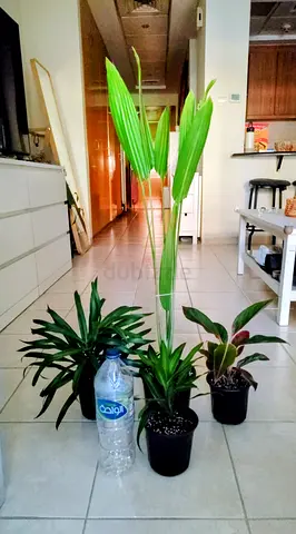 Small indoor palm and assorted houseplants - healthy young plants