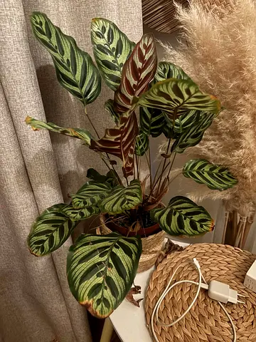 true plant