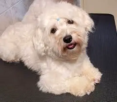 Havanese Dogs Looking for Loving Adoption Homes