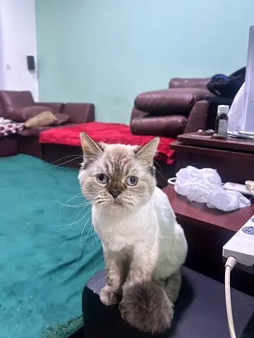 Cat for adoption