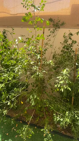 Climbing and creepers garden plants for backyard outdoor