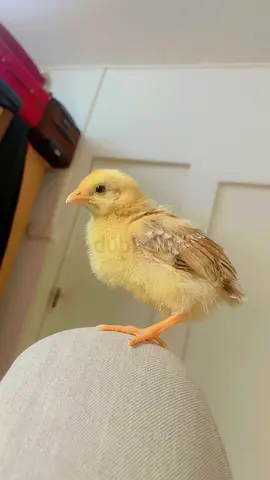 Cute chick available