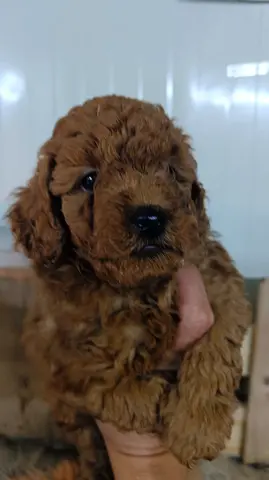 Young Red Toy Poodle Puppy — Friendly, Healthy