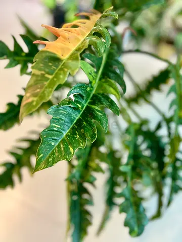 Philodendron Ring of Fire Variegated Plant